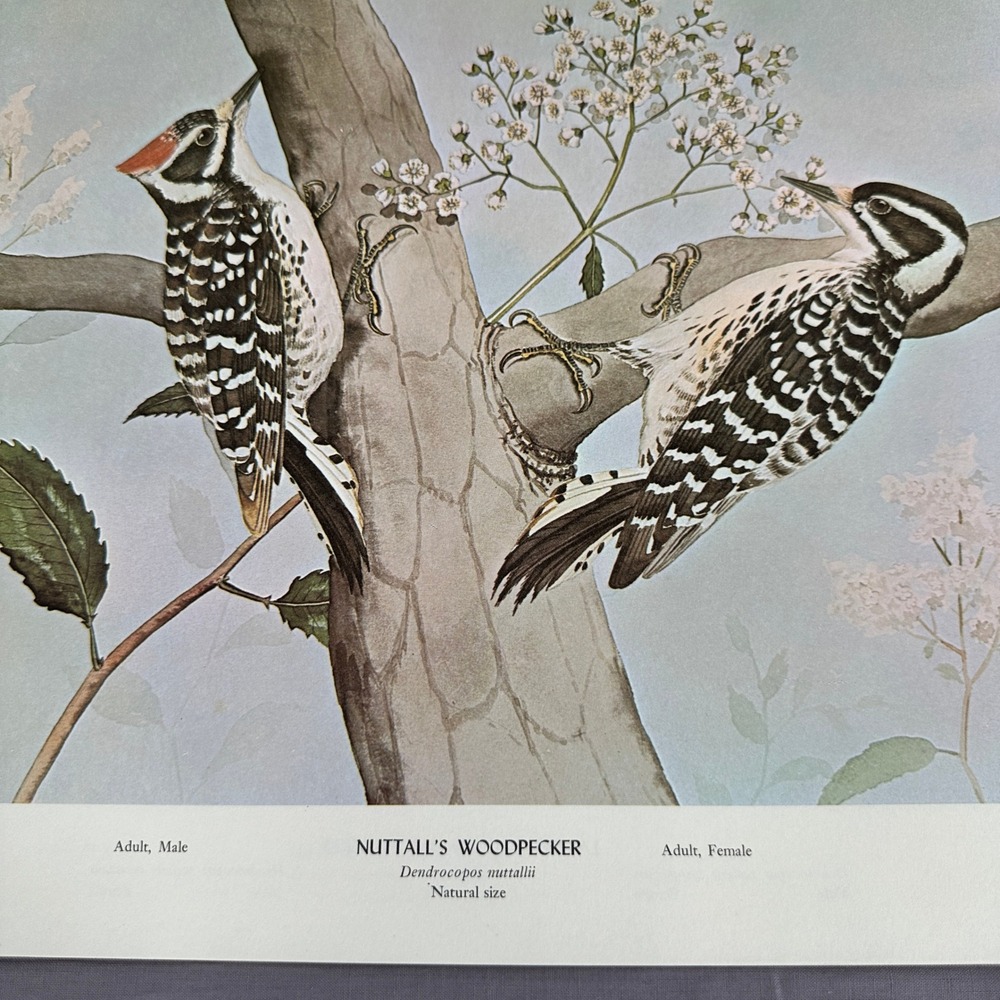 Nuttalls Woodpecker Vintage Bird Art Print Rex Brasher 1968 Plate 450 Toyon Tree